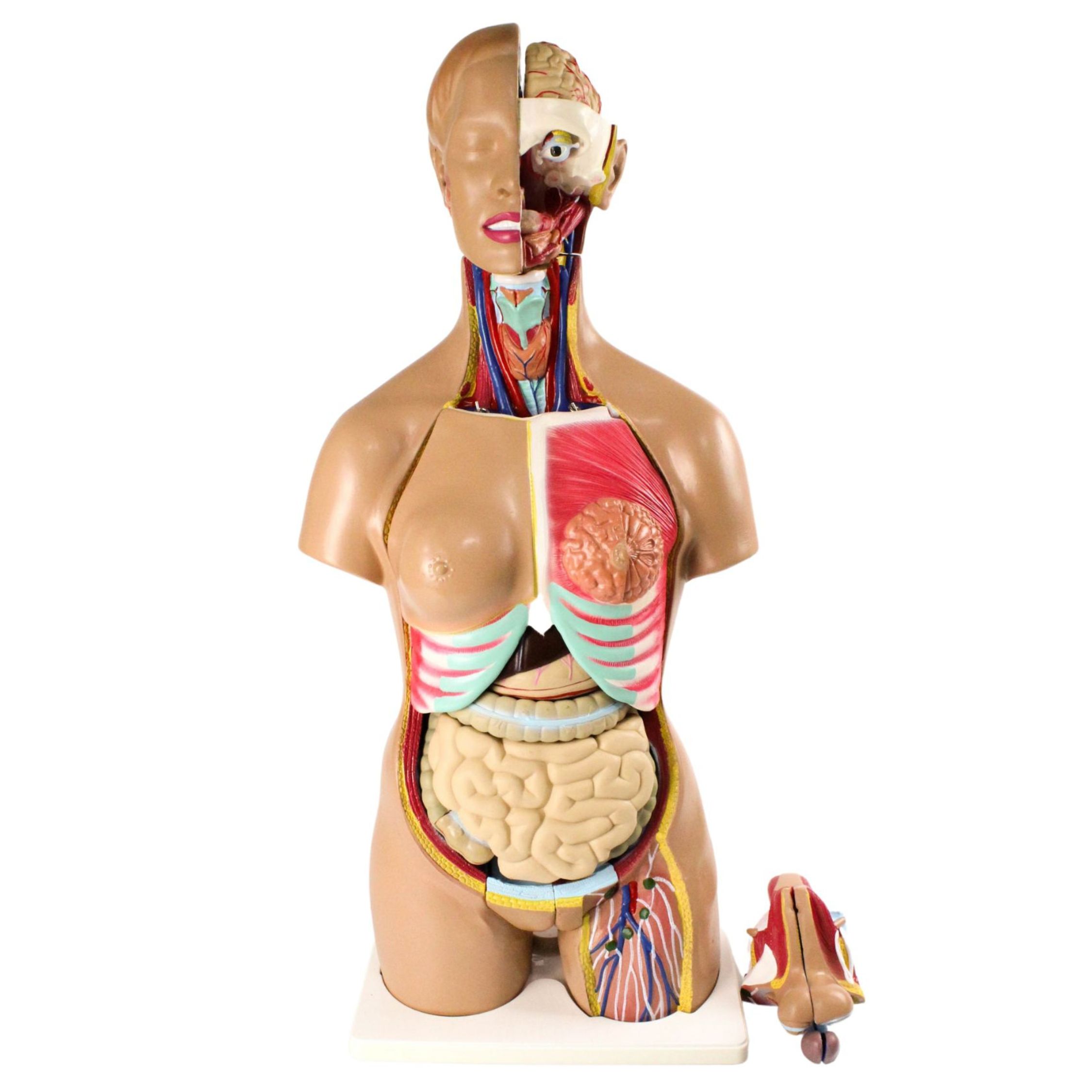  Modelo educativo de 16.5 in, Torso humano, modelo anatómico  visceral, modelo de anatomía del cuerpo humano, desmontable, 13 piezas,  modelos de torso bisexual, modelos médicos : Deportes y Actividades al Aire  Libre