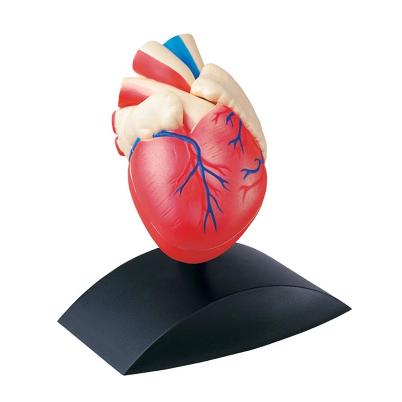 Modelo Corazón con Base – Edutoys