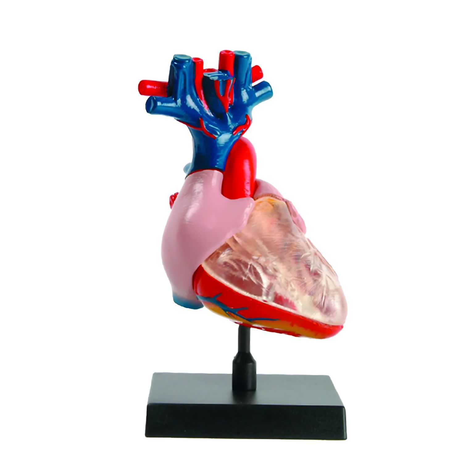 Modelo Corazón con Base – Ein-O Science