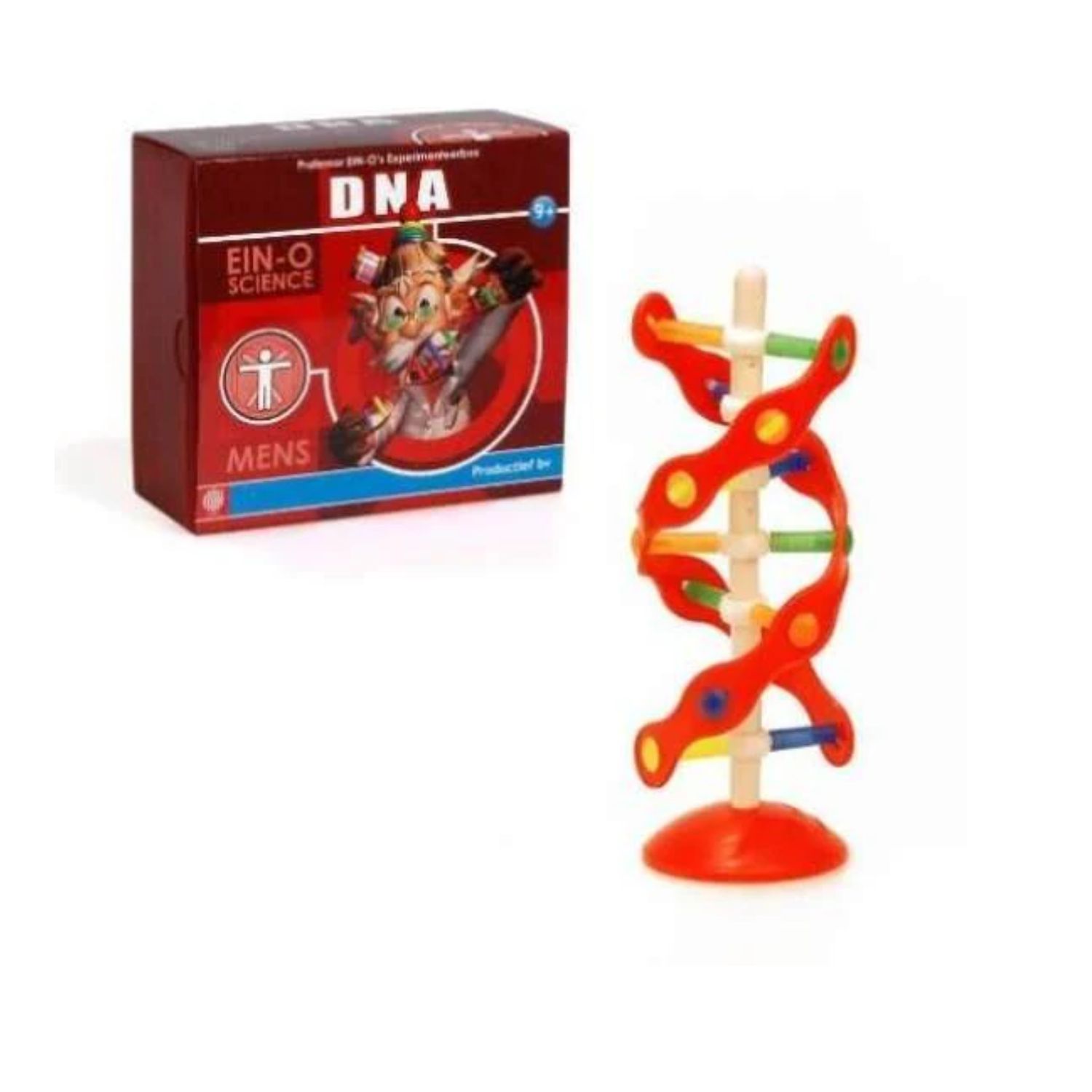 Modelo Didáctico ADN – Ein-O Science
